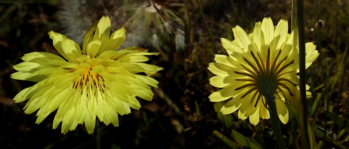 [Two images spliced together. On the left is the front side of the yellow flower with a multitude of layered thin petals radiating from the center. The stamen are yellow with red sections and are plentiful. On the right is the back side of the flower with thin green sections as a base for the yellow petals.]